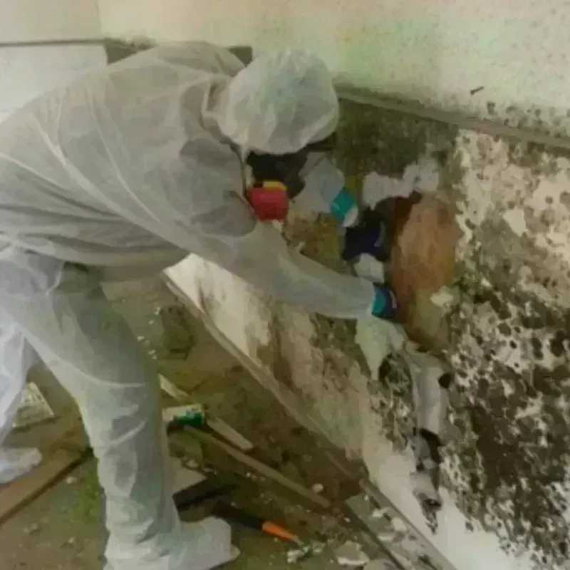 Mold Remediation and Removal in Franklin, TN